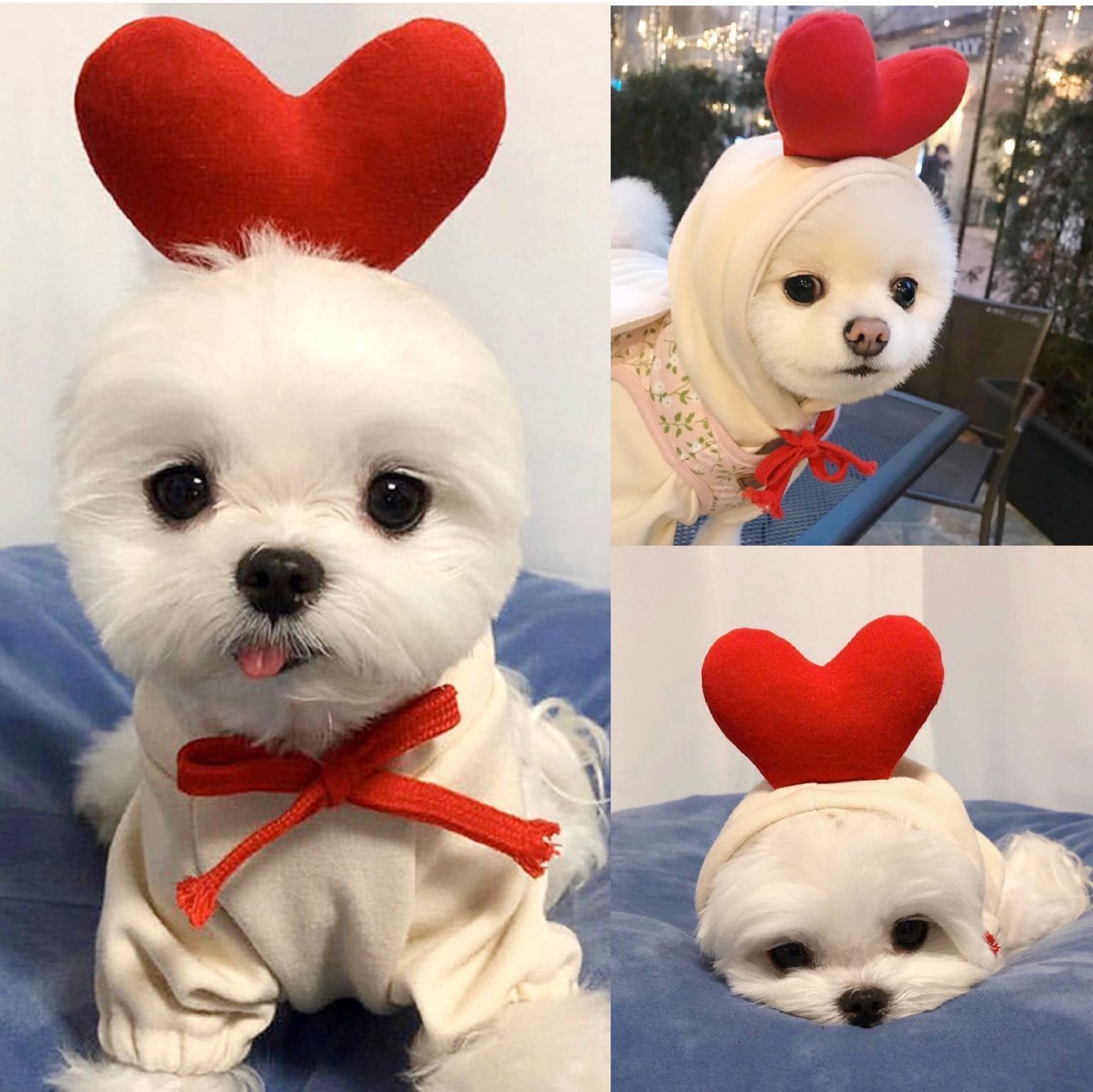 PawWarm™ Pet Hoodie - Image 2