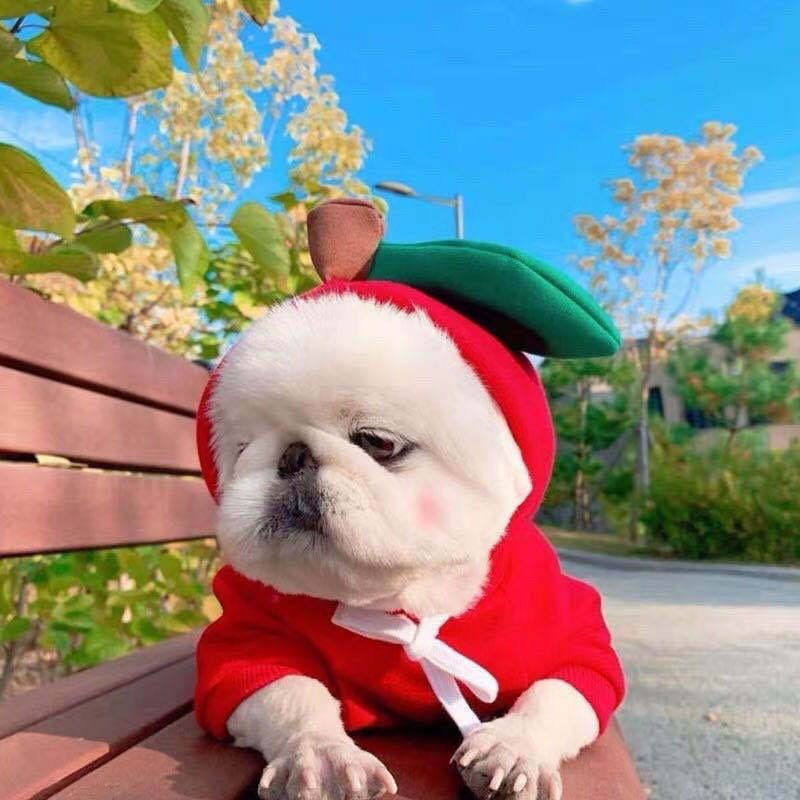 PawWarm™ Pet Hoodie
